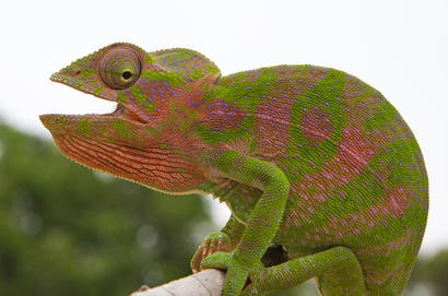 alt: Nádherná madagaskarská zvířata, jako třeba tento chameleon, pochopitelně zaujmou i botanika.