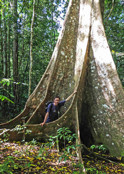 alt: Velikáni tropického deštného lesa přitahují pozornost vědců i těžařských společností. Nerovný boj o ně vyhrává ten, kdo lépe zaplatí nebo dokáže lépe přesvědčit vesničany, na jejichž území stromy rostou. Foto: Tim Cockerill.