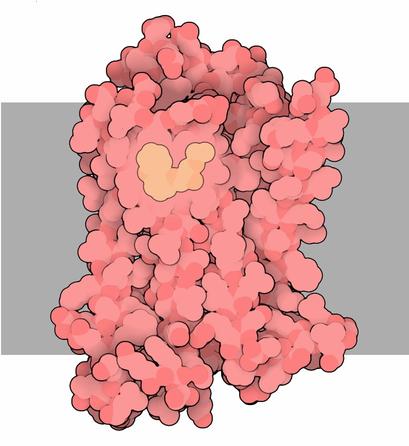 alt: Adrenergní receptor β2. Šedě je vyznačena membrána na povrchu buňky, do které je receptor zanořen. Zdroj Wikimedia Commons / RCSB Protein Data Bank, doi: 10.2210/rcsb_pdb/mom_2008_4, autor David Goodsell, licence CC BY 3.0.