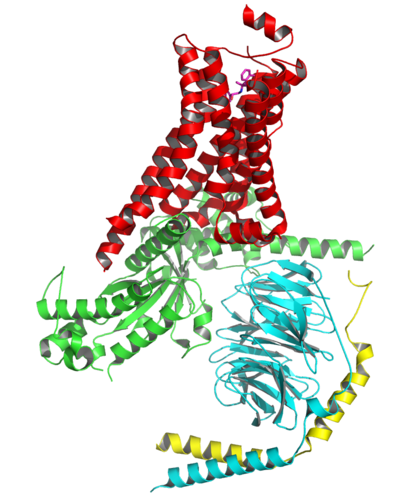 alt: Adrenegní receptor β2 (červeně) navázaný na G-trimerický protein. Ten se skládá z podjednotek alfa (zeleně), beta (tyrkysově) a gama (žlutě). Zdroj Wikimedia Commons, autor Nakane, volné dílo / Public Domain.