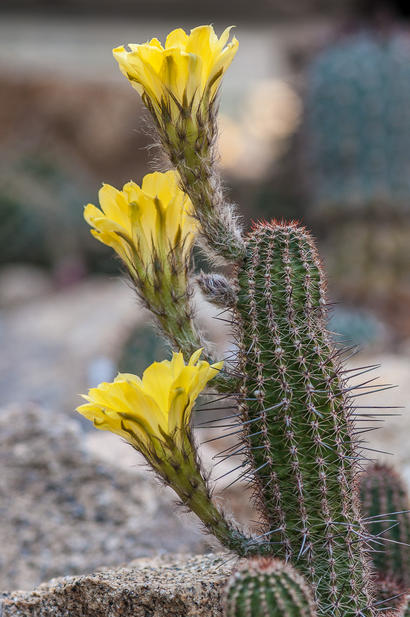 alt: Kaktus *Echinopsis aurea* ze severní Argentiny. Dužnatý stonek uchovává vodu a zároveň vyrábí organické látky fotosyntézou. Snímek z Botanické zahrady Přírodovědecké fakulty UK, foto Petr Jan Juračka.