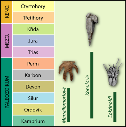 alt: Obr. 4. Časový rozsah výskytu marrellomorfních členovců, konulárií a eokrinoidních ostnokožců v geologické historii. Autor: Lukáš Laibl; zobrazení jedinci pocházejí ze sbírek Paleontologického oddělení Národního muzea.