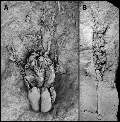 alt: Obr. 3. Eokrinoidní ostnokožci. A) *Lichenoides priscus* z kambria České republiky. B) *Akadocrinus jani* z kambria České republiky. Autor: Martina Nohejlová; jedinci ze sbírek Paleontologického oddělení Národního muzea.