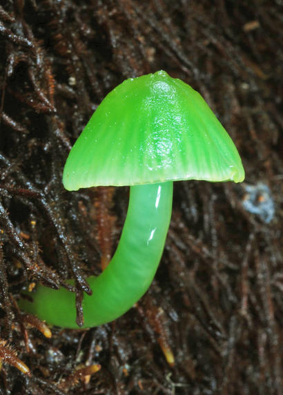 alt: Krásně zelená houba *Gliophorus viridis*, která roste na Novém Zélandu. Zdroj Mushroomobserver.org, autor Michael Wallace, úpravy Jan Kolář, licence CC BY-NC-SA 3.0.