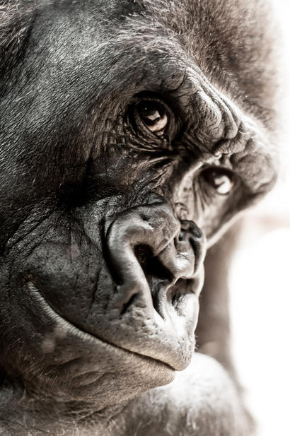 alt: Častými oběťmi lovců jsou mimo jiné gorily…