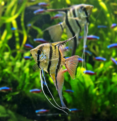 alt: Skalára amazonská (*Pterophyllum scalare*), Zoo Hluboká v Hluboké nad Vltavou. Clona 6,3 – čas 1/125 – ISO 1000.