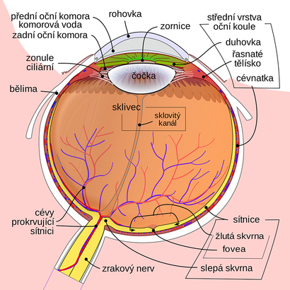 alt: Anatomie oka. Všimněte si sklovitého kanálku, který prochází sklivcem od zrakového nervu k čočce. Zdroj Wikimedia Commons, kresba Rhcastilhos, české popisky Tchoř, volné dílo / Public Domain.