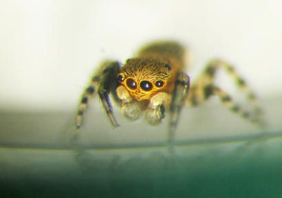 alt: Pavouk skákavka, který se ukrýval v ulitě suchomilky. Foto Petr Dolejš.