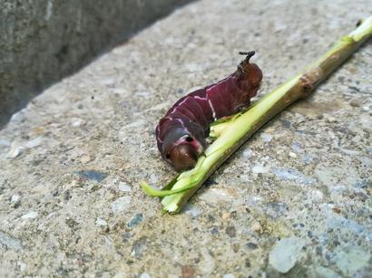 alt: Hranostajník vrbový (Cerura vinula). Zelená barva se před zakuklením mění na fialovou. 