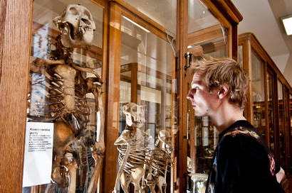 alt: V Hrdličkově muzeu člověka můžete mimo jiné porovnat lidskou kostru s kostrami našich blízkých evolučních příbuzných. Foto Petr Jan Juračka.