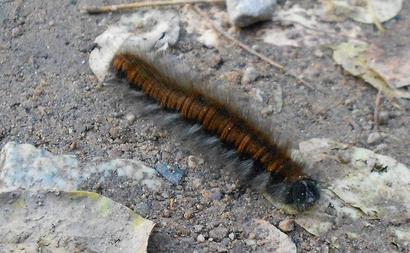 alt: Bourovec ostružiníkový (Macrothylcia rubi)