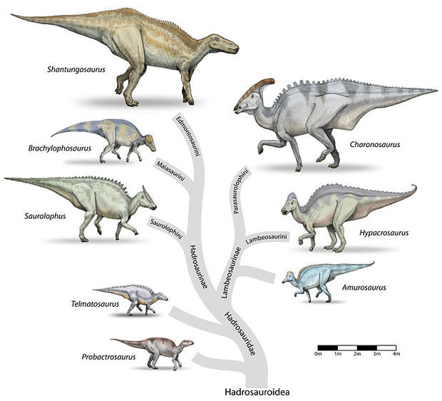 alt: Dinosauři z nadčeledi Hadrosauroidea. Zdroj Wikimedia Commons, autor Debivort at the English language Wikipedia, licence Creative Commons Attribution-Share Alike 3.0 Unported.