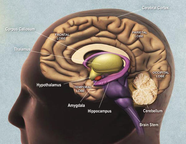 alt: Schéma mozku. Vyznačeny jsou mimo jiné hipokampus a amygdala, důležité pro ukládání vzpomínek do paměti. Zdroj Wikimedia Commons, autor US National Institutes of Health, National Institute for Aging. Volné dílo / public domain.