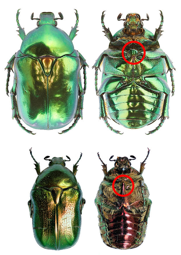 alt: Srovnání zlatohlávka skvostného (*Protaetia speciosissima,* nahoře) a zlatohlávka zlatého (*Cetonia aurata,* dole). Liší se velikostí, zbarvením, ochlupením nebo tvarem mesometasternálního výběžku mezi druhým párem kyčlí (označeno červenými kroužky). Horní snímky copyright Aleš Sedláček, www.hmyzfoto.cz, publikováno se svolením autora. Spodní snímky Dominik Vondráček.