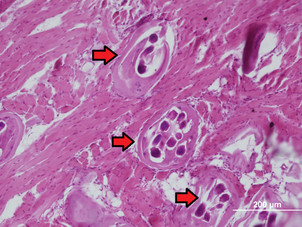alt: Řez svalovinou jazyka laboratorního potkana experimentálně infikovaného svalovcem. Šipky ukazují na pouzdra se stočenými, vícekrát proříznutými larvami. Foto: Tomáš Macháček.