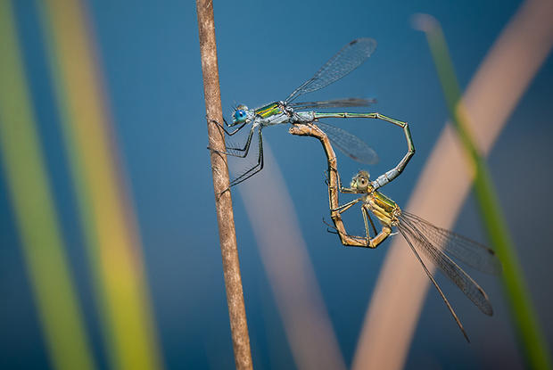 alt: Šídlatka páskovaná (*Lestes sponsa*) během páření. Foto: Pavel Fiala.