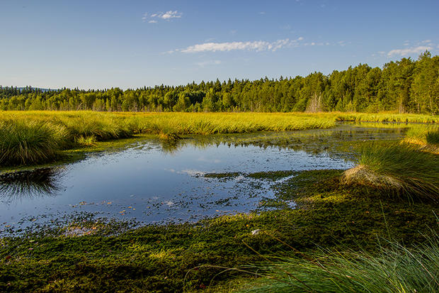 alt: Typická šumavská rašeliniště nabízejí nejen vhodná stanoviště pro mnoho vodních organismů, ale také řadu fotografických námětů. Foto: Marek Bříza.