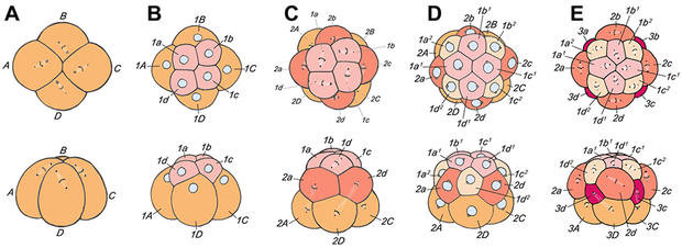 alt: Jak se formuje tělo? Rané fáze vývoje zárodku u plže z rodu *Trochus* (česky kotouč). Zdroj Wikimedia Commons, autor Morgan Q. Goulding (doi:10.1371/journal.pone.0005506), licence Creative Commons Attribution 2.5 Generic.