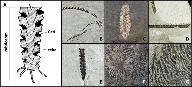 alt: A) Detail rabdosomu graptolita s tékami, které obývali jedinci tvořící kolonii. B–E) Planktonní druhy graptolitů (řád Graptoloidea). F–G) Keříčkovití graptoliti (řád Dendroidea). Autor: Lukáš Laibl. Fotografie: Institute of Geology at Tallinn University of Technology (licence CC BY-NC).