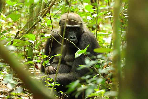alt: Západních nížinných goril je ve volné přírodě stále nejvíce ze všech gorilích druhů a poddruhů. I kvůli epidemiím eboly a neutuchajícímu pytláctví jsou ovšem řazeny ke kriticky ohroženým druhům. Foto: Arthur F. Sniegon.