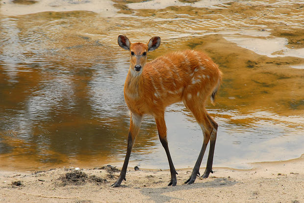 alt: Samice antilopy sitatungy byla pravidelnou návštěvnicí slaniska Dzanga Bai. V porostu na jeho okraji se jednou mihla i skupina větších a vzácnějších antilop bongo. Foto: Arthur F. Sniegon.