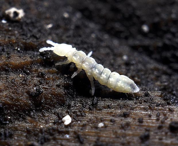 alt: Jeskynní chvostoskok *Protaphorura janosik* z čeledi larvěnkovitých (Onychiuridae). Nález z Alabastrové jeskyně v Belianských Tatrách. Tento živočich se vyskytuje pouze v západních Karpatech. Dává přednost chladným vysokohorským jeskyním, kde se živí odumřelou organickou hmotou. Foto: Ľ. Kováč a P. Ľuptáčik.