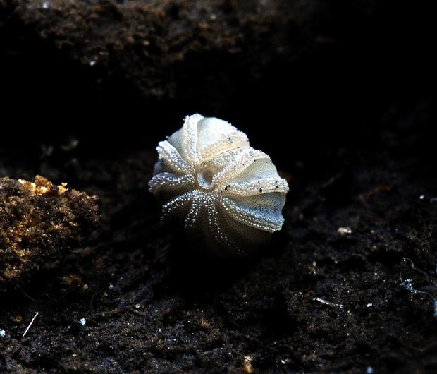 alt: Svinulka žebrovitá (*Trachysphaera costata*) – mnohonožka z čeledi svinulkovitých (Trachysphaeridae). Jedinec nalezený v Ardovské jeskyni ve Slovenském krasu. Svinulka žebrovitá obývá jeskyně střední Evropy. Vyniká nápadnými příčnými žebry na hřbetě a vyznačuje se schopností volvace, tedy svinutí do kuličky v případě nebezpečí. Živí se organickými zbytky, hlavně houbami. Foto: Ľ. Kováč a P. Ľuptáčik.