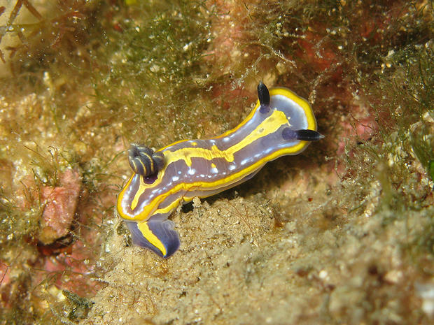 alt: Hvězdnatka rodu *Hypselodoris* patří mezi nahožábré plže požírající mořské houby. Na fotografii je dobře patrný věnec sekundárních žaber tvořících jakousi kytičku či hvězdičku v zadní části těla, podle níž získaly hvězdnatky své české jméno. Foto: Adam Petrusek.