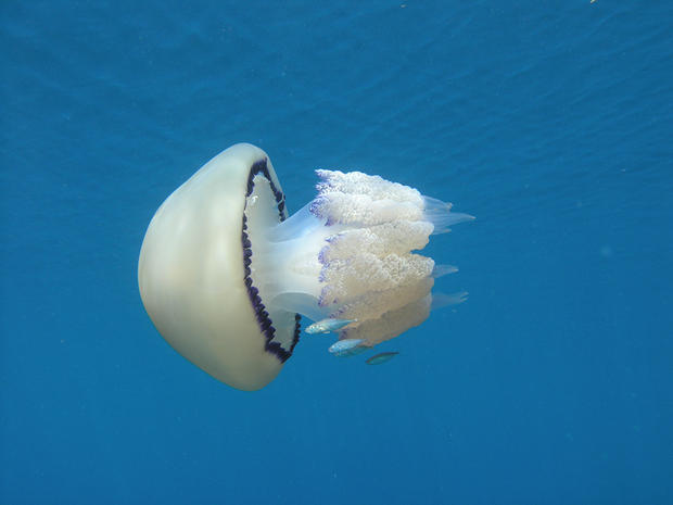 alt: Elegantní medúza kořenoústka plicnatá (*Rhizostoma pulmo*), jejíž žahavé buňky člověku neublíží, je na tomto snímku doprovázena mladými rybami kranasy. Foto: Adam Petrusek.
