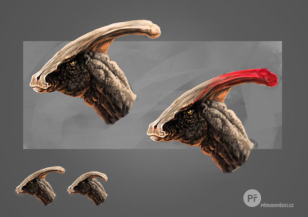 alt: Hlava dinosaura *Parasaurolophus walkeri*. Výběžek na hlavě měl možná nápadné zbarvení, možná ne. Vlevo dole vidíte rozdíly ve velikosti této struktury mezi jedinci. Autor ilustrace: Karel Cettl.