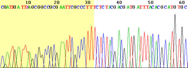 alt: Ukázka výstupu z přístroje, který sekvenuje DNA modifikovanou Sangerovou metodou. Zdroj Wikimedia Commons, autor Loris, volné dílo / public domain.