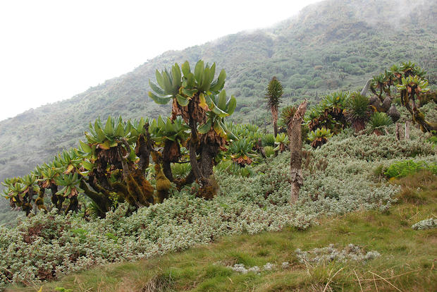 alt: Afroalpínské vegetaci v oblasti Virunga Volcanoes na hranicích Ugandy a Rwandy dominují stromové starčky (*Dendrosenecio erici-rosenii*) a lobélie (*Lobelia wollastonii*, zhruba uprostřed). Foto: Jan Suda.