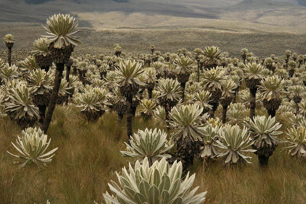 alt: Porost klejovek (*Espeletia pycnophylla*) v travinném páramu severního Ekvádoru. Foto: Petr Sklenář.