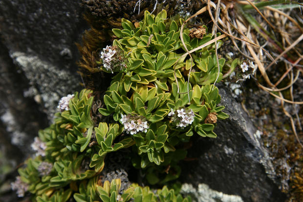 alt: Nemalý počet andských druhů kozlíků vytváří dřevnatý kmínek – jako tento poléhavý keřík druhu *Valeriana alypifolia* ze severního a středního Ekvádoru. Foto: Petr Sklenář.