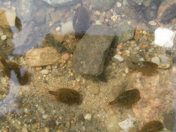 alt: Listonohové druhu *Lepidurus apus*. Na jaře 2006, kdy se voda rozlila prakticky po celém území obory Soutok na jižní Moravě, se dostali i do rozlitiny na kamenité polní cestě. Ta by pro ně jinak byla značně netypickým stanovištěm. Foto: Veronika Sacherová.