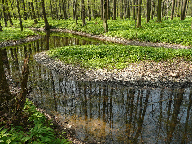 alt: V lužních lesích roste nepřeberné množství jarních rostlin vázaných na vyšší vlhkost. Zde jsou vidět koberce česneku medvědího (*Allium ursinum*), díky kterému to v lese voní jako v leckteré kuchyni. Foto: Veronika Sacherová.