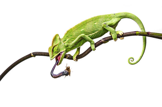 alt: *Chamaeleo calyptratus* (chameleon jemenský), 2014