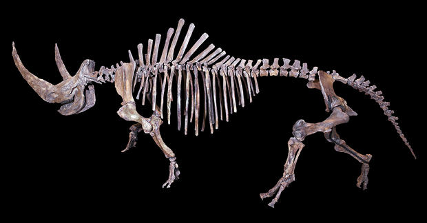alt: Kompletní kostra nosorožce srstnatého (Coelodonta antiquitatis) nalezená na Sibiři a vystavená v muzeu v Toulouse. Zdroj Wikimedia Commons, autor Didier Descouens, licence CC BY-SA 4.0.
