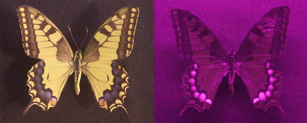 alt: Otakárek fenyklový (*Papilio machaon*), opět na běžné a „ultrafialové“ fotografii. Všimněte si modrých skvrn na zadních křídlech, které intenzivně odrážejí ultrafialové záření. Foto: Pavel Pecháček.