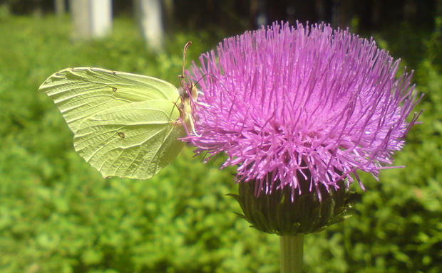 alt: Samec žluťáska řešetlákového (*Gonepteryx rhamni*) fotografovaný na Šumavě. Foto: Pavel Pecháček.