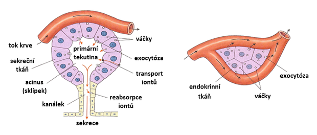 alt: Žláza exokrinní (*vlevo*) a endokrinní (*vpravo*). Endokrinní žlázy odevzdávají hormony do krve nebo do okolních tkání, nemají zvláštní vývody. Exokrinní žlázy mají vývod ústící na povrch těla nebo do dutého orgánu. V buňkách si všimněte drobných váčků se sekretem, které putují k povrchu buňky a vyprazdňují se buď do sklípku (*vlevo*), nebo do krve (*vpravo*). Schéma František Vyskočil.