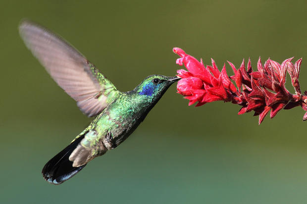 alt: Kolibřík červený (*Colibri thalassinus*) při opylování květů. Zdroj Wikimedia Commons, autor Mdf, úpravy Jan Kolář, licence CC BY-SA 3.0.