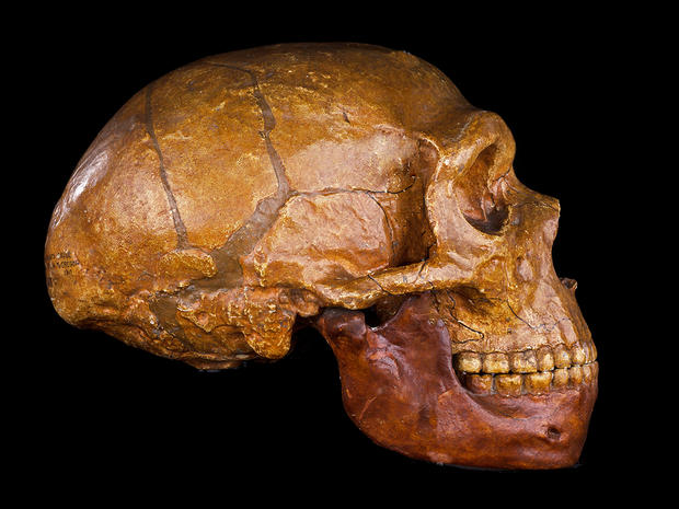 alt: Odlitek lebky neandertálce ze sbírek Hrdličkova muzea. Snímek © Hrdličkovo muzeum člověka.