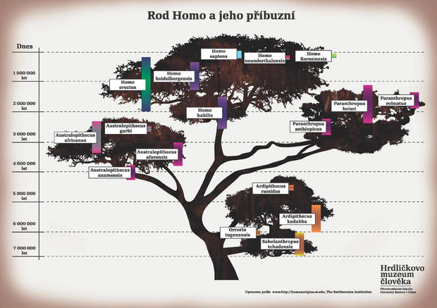 alt: Evoluce lidského rodu podle současných představ. Plakát si můžete koupit v Hrdličkově muzeu.