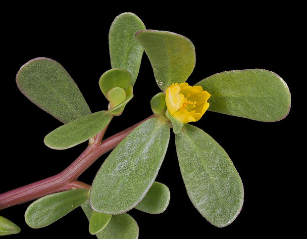 alt: Kvetoucí šrucha zelná. Zdroj Wikimedia Commons, autor Didier Descouens, úpravy Jan Kolář, licence CC BY-SA 4.0.