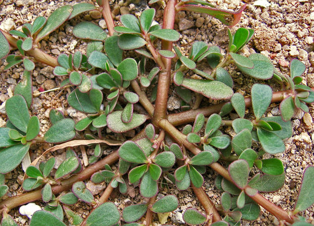 alt: Šrucha zelná (*Portulaca oleracea*), celkový vzhled rostliny s poléhavými lodyhami. Zdroj Wikimedia Commons, autor José Luis Gálvez, úpravy Jan Kolář, licence CC BY-SA 2.5.