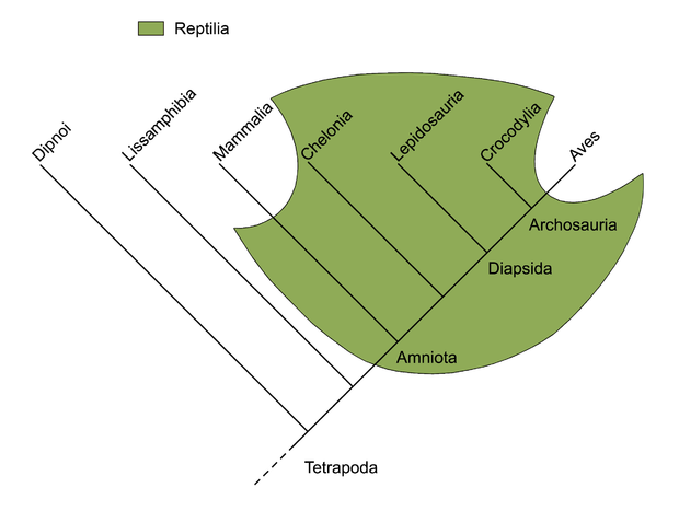 alt: Plazi (vyznačeni zeleně) jsou také parafyletický taxon. Nezahrnují totiž ptáky (*Aves*) a savce (*Mammalia*), kteří s nimi sdílejí společného předka. Zdroj Wikimedia Commons, autor Petter Bøckman, volné dílo / Public Domain.