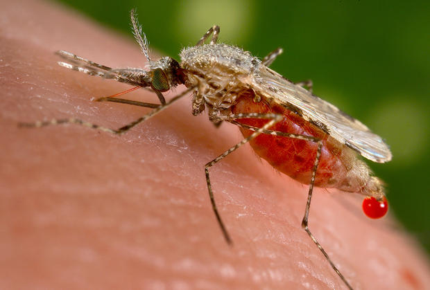 alt: Komár *Anopheles stephensi*, jeden z druhů přenášejících malárii. Zdroj Wikimedia Commons, autor CDC / Dr. William Collins, volné dílo / Public Domain.