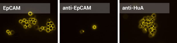 alt: Fluorescenčně označené proteiny na povrchu kvasinek. Tyto proteiny jsou podobné protilátkám a umožňují navazování na různé povrchy – v tomto případě na povrch rakovinné buňky. Foto: CECYL.