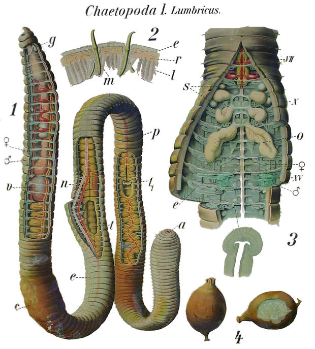 alt: Anatomie žížaly. Na obrázku 1 si všimněte dvojic krátkých štětinek na tělních článcích. Detaily štětinek ukazuje obrázek 2. Zdroj www.zoology.cz.
